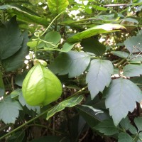 <i>Cardiospermum grandiflorum</i>  Sw.